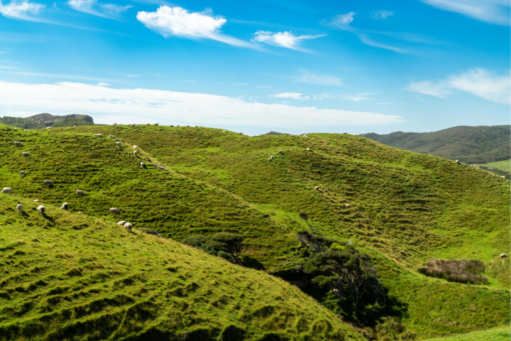 NZ Enviro Report 2025