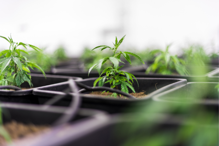 Medicinal Cannabis Usage Uptake