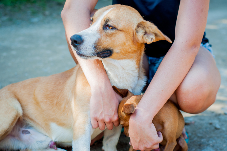 Animal Welfare Police Unit